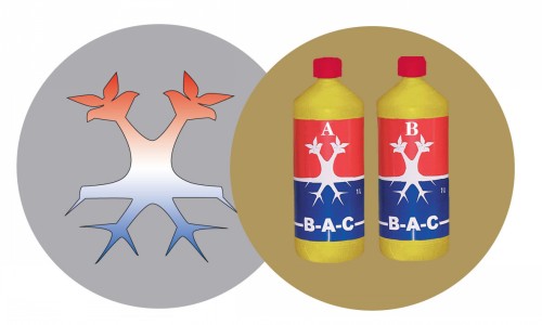 B.A.C.